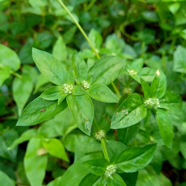 Photo close-up of raindrops on leaves