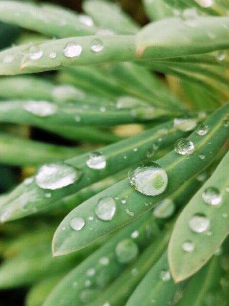 Close-up of raindrops on leaves