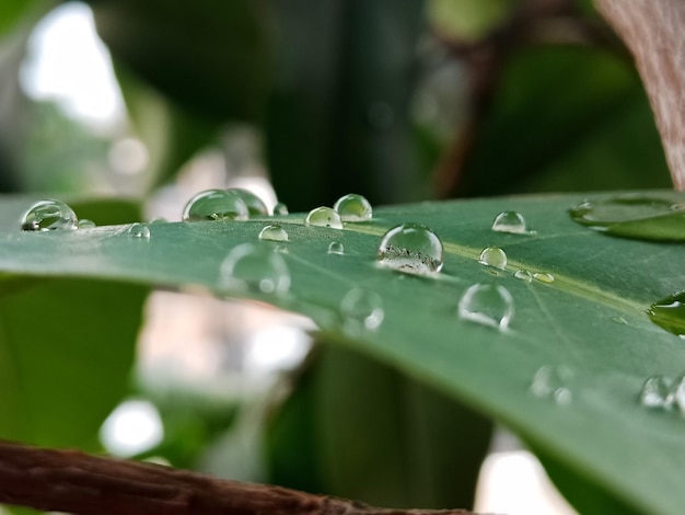 Foto prossimo piano delle gocce di pioggia sulle foglie