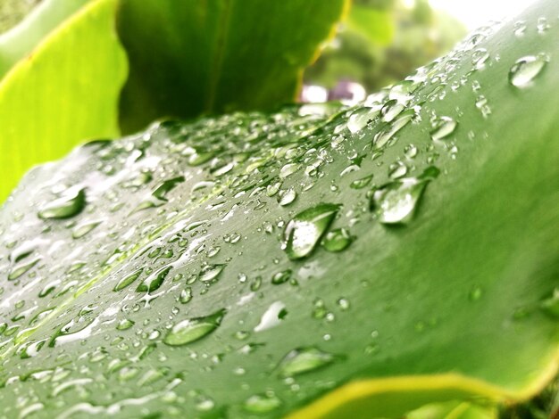 Close-up of raindrops on leaves