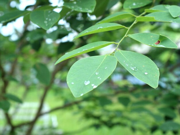 Close-up of raindrops on leaves