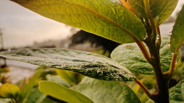 Close-up of raindrops on leaves