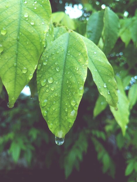 Close-up of raindrops on leaves