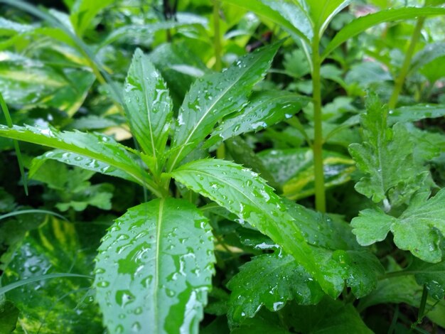 Close-up of raindrops on leaves