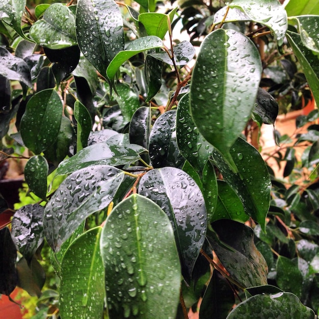 Close-up of raindrops on leaves