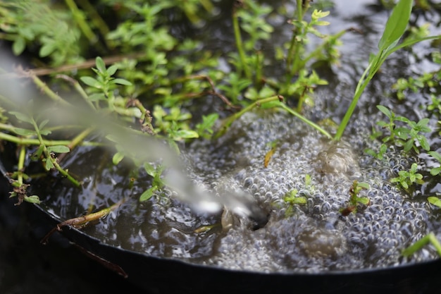 Prossimo piano delle gocce di pioggia sulle foglie