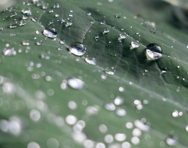 葉の上の雨滴のクローズアップ