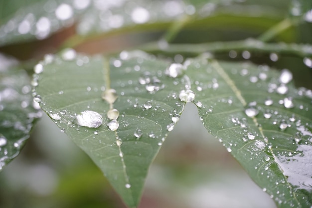 葉の上の雨滴のクローズアップ