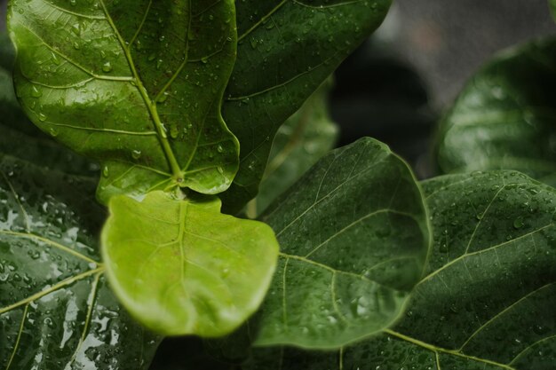 Photo close-up of raindrops on leaves