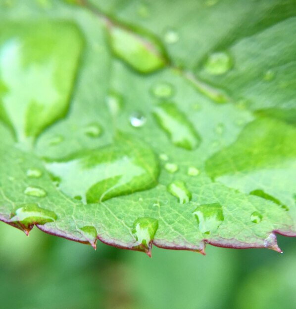 葉の上の雨滴のクローズアップ