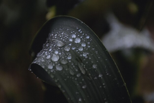 Photo close-up of raindrops on leaves