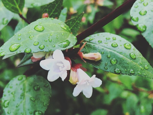 Close-up of raindrops on leaves