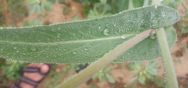 Close-up of raindrops on leaves