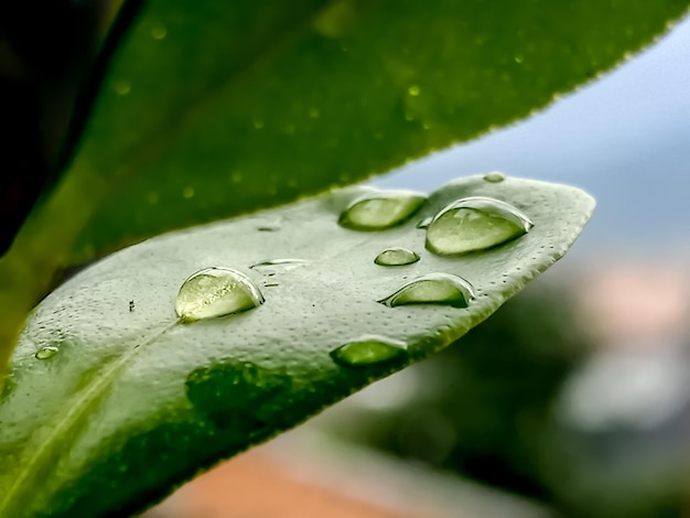 Photo close-up of raindrops on leaves