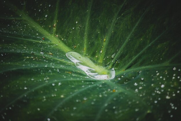 Close-up of raindrops on leaves