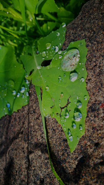 Close-up of raindrops on leaves