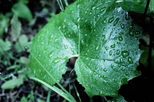 Close-up of raindrops on leaves