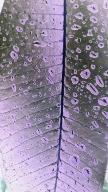 Close-up of raindrops on leaves