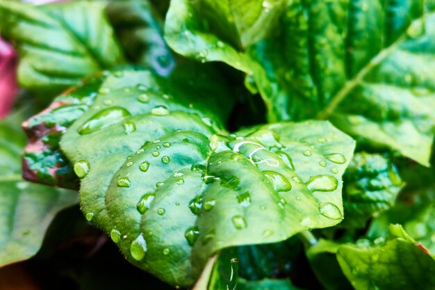 Close-up of raindrops on leaves