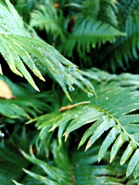 Close-up of raindrops on leaves