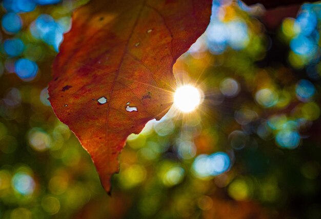 Close-up of raindrops on maple leaves during autumn