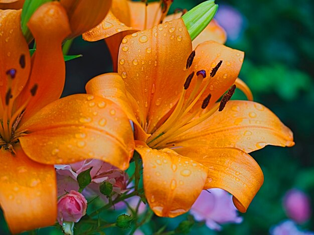 close-up of raindrops on orange lily