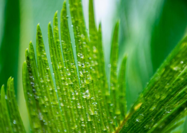 Close-up of raindrops on palm tree leaves