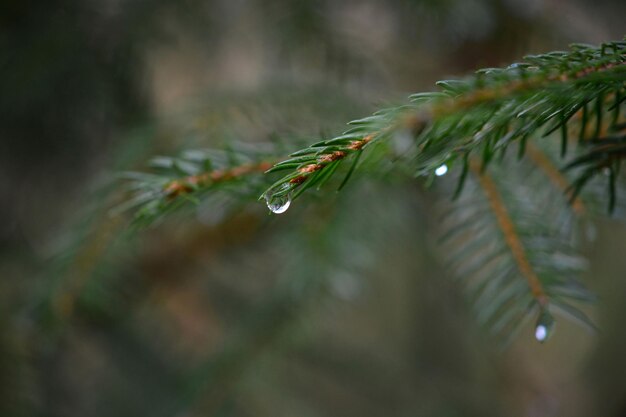 Photo close-up of raindrops on pine tree