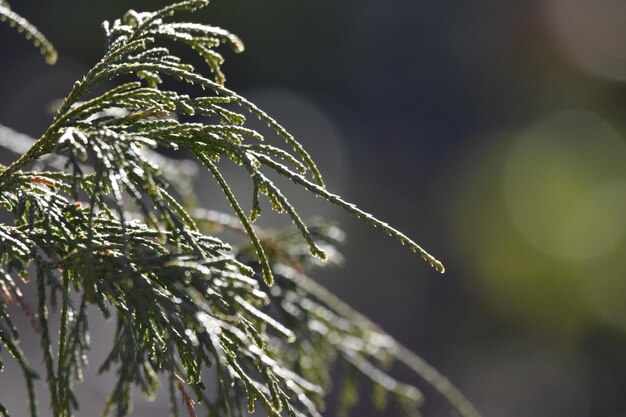 Photo close-up of raindrops on pine tree