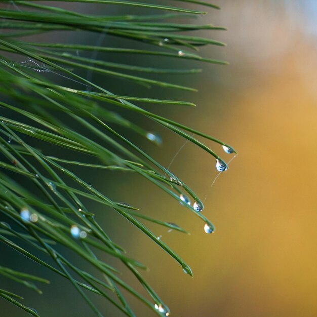 Close-up of raindrops on pine tree