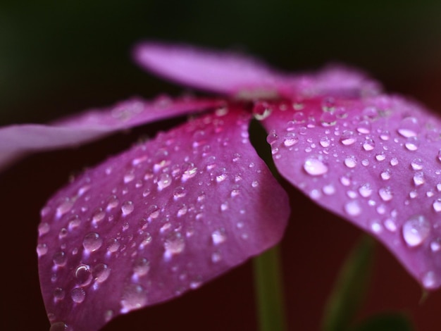 Photo close-up of raindrops on pink flower