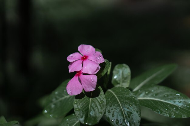 Foto close-up di gocce di pioggia su un fiore rosa