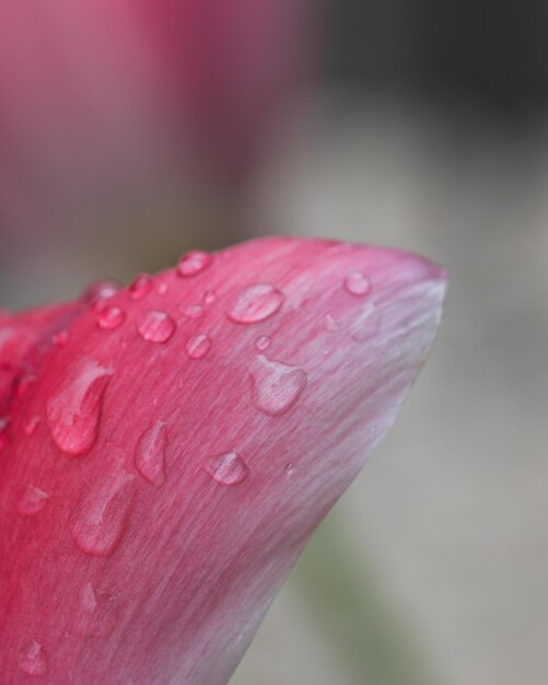 Photo close-up of raindrops on pink flower