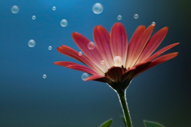 Photo close-up of raindrops on pink flower