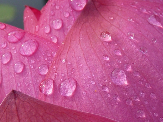 ピンクの花に降る雨滴のクローズアップ
