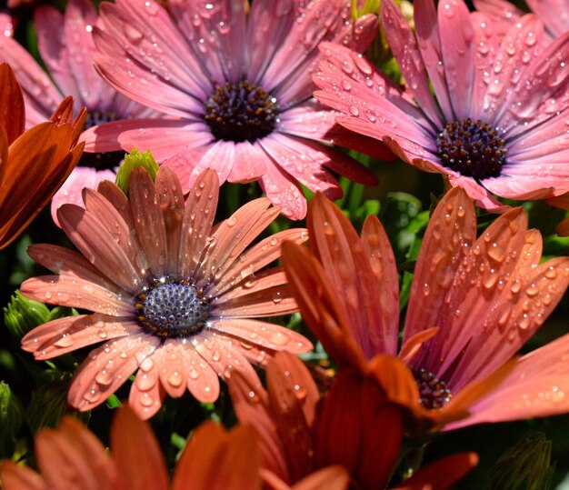 Close-up of raindrops on pink flowers