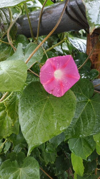 Close-up of raindrops on pink leaves