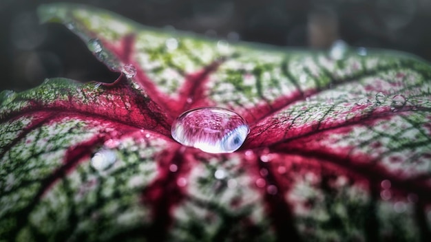 Close-up di gocce di pioggia su foglie rosa, rosse e grigie