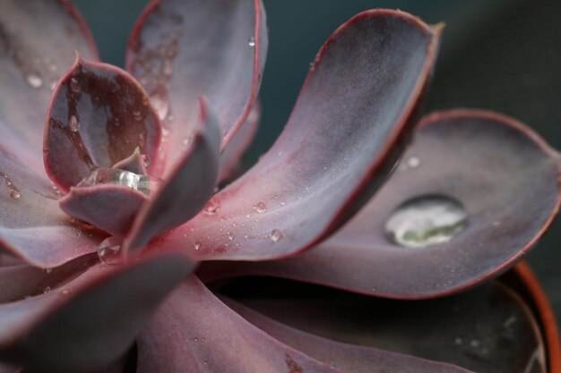 Foto close-up di gocce di pioggia su un fiore di rosa rosa