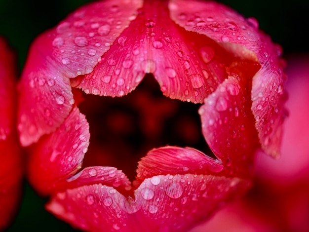 Close-up of raindrops on pink rose flower