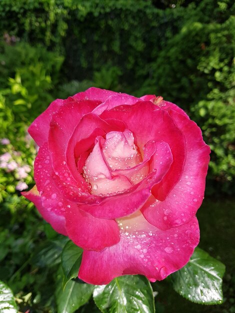 Close-up of raindrops on pink rose