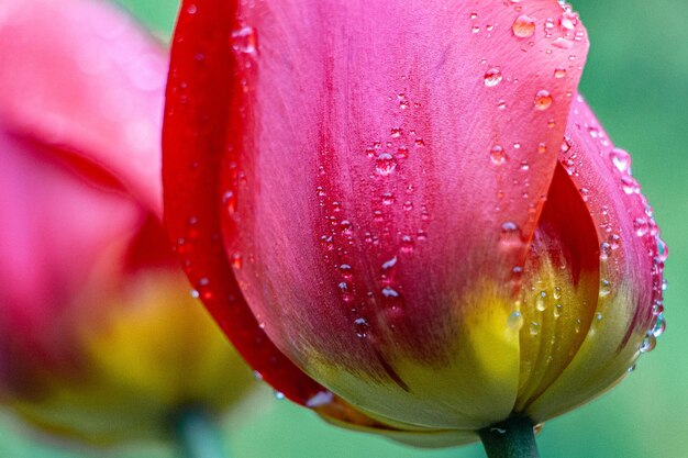 Close-up of raindrops on pink tulip