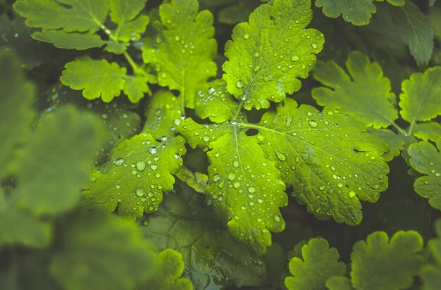 植物 の 葉 に 落ちる 雨 の 滴 を 近く から 見る