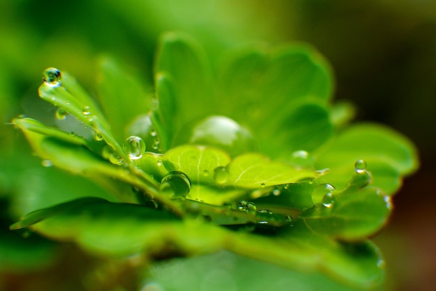 モンスーン中の植物の雨滴のクローズアップ