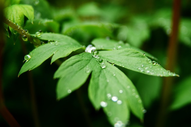 モンスーン中の植物の雨滴のクローズアップ
