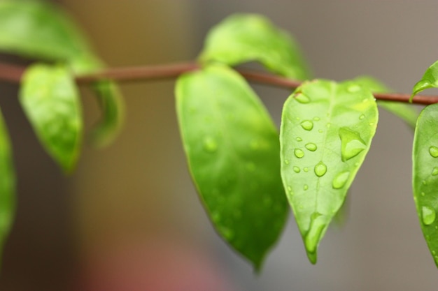 雨季の植物の雨滴のクローズアップ