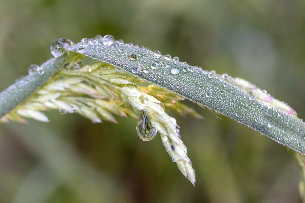 冬の植物上の雨滴のクローズアップ