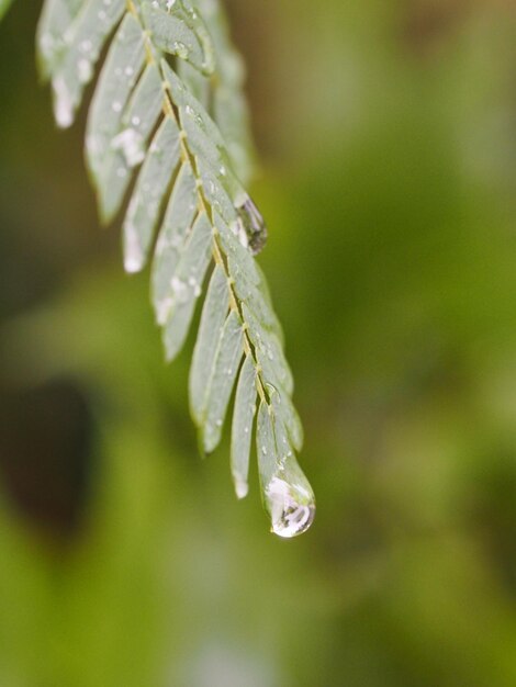 植物上の雨滴のクローズアップ