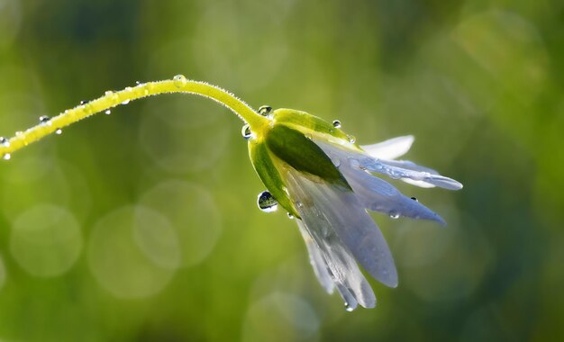 Close-up of raindrops on plant