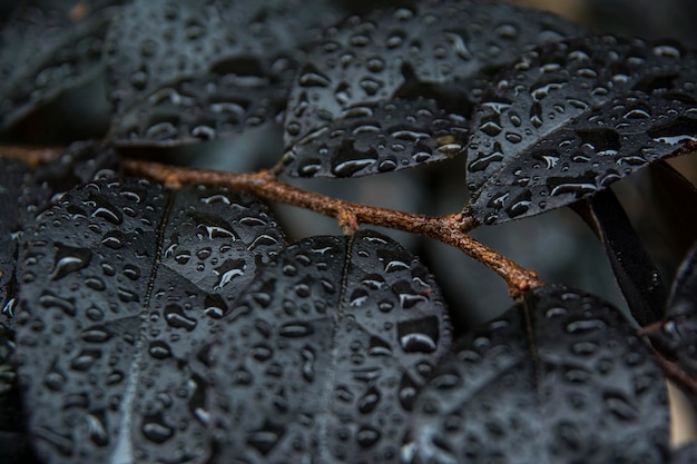 Photo close-up of raindrops on plant